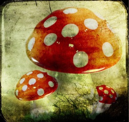 Blumen Fliegenpilz Hünxe-Bruckhausen